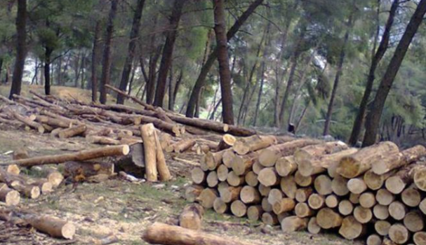 Prenë dru në malin e huaj dhe gjuajtën disa herë me armë – Policia jep detaje të rastit në Novobërdë