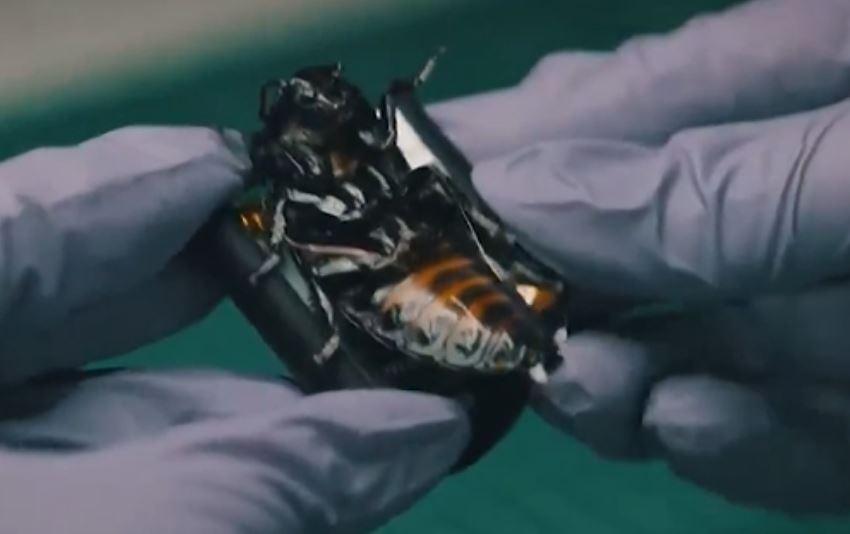 Gjermania prezanton “insektet bionike” për përdorim ushtarak, çfarë janë në gjendje të bëjnë ato