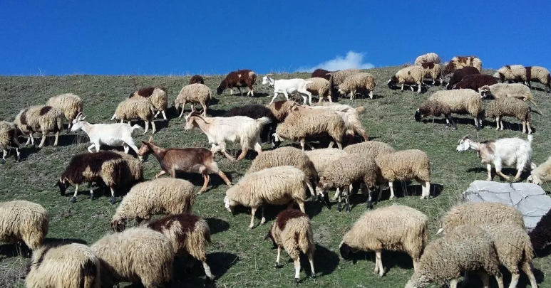 LAJMI I FUNDIT: Konfirmohet rasti i parë i sëmundjes Lija e Deleve/Dhive (Sheep Pox/GoatPox) në Kosovë